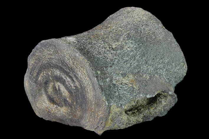 Fossil Whale Thoracic Vertebra - South Carolina #137592